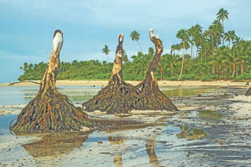 После цунами от пальм на берегу острова Уполу (Самоа) остались такие своеобразные «пеньки»