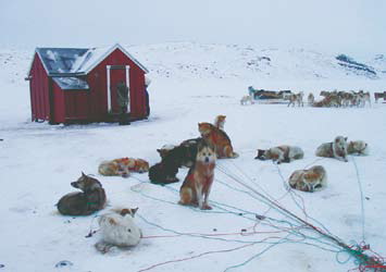 Гренландия, зимовье в Гренландии