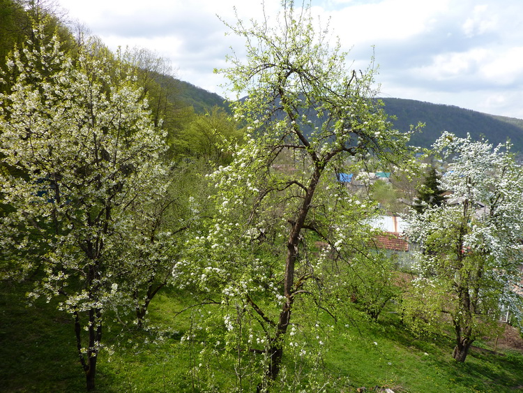 Весна в Адыгее, Каменномостский (Хаджох) весной
