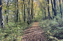 Осень в лесу в Адыгее, осенний лес