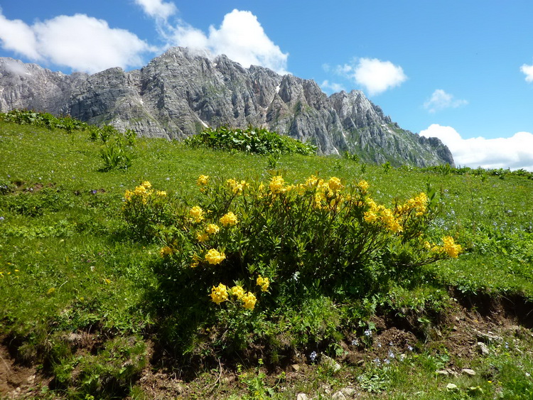 Растения в горах фото от СВ-Астур