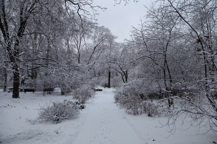 Деревья в снегу фото от СВ-Астур